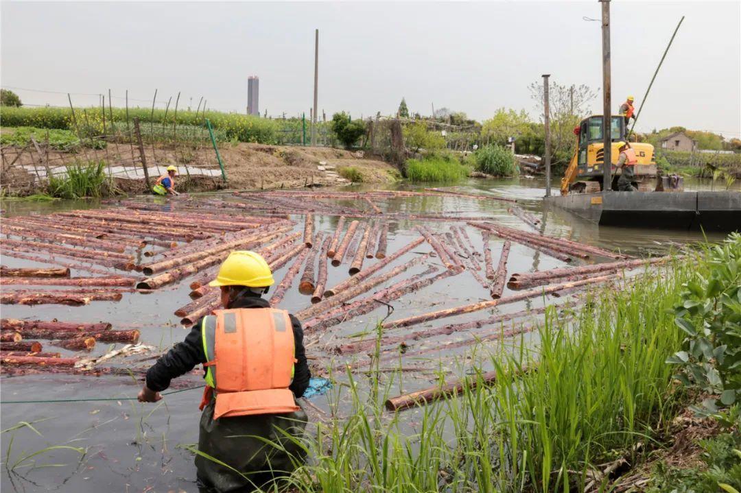 改善水環(huán)境！徐行122條段村級河道用木樁對河岸進行加固整治
