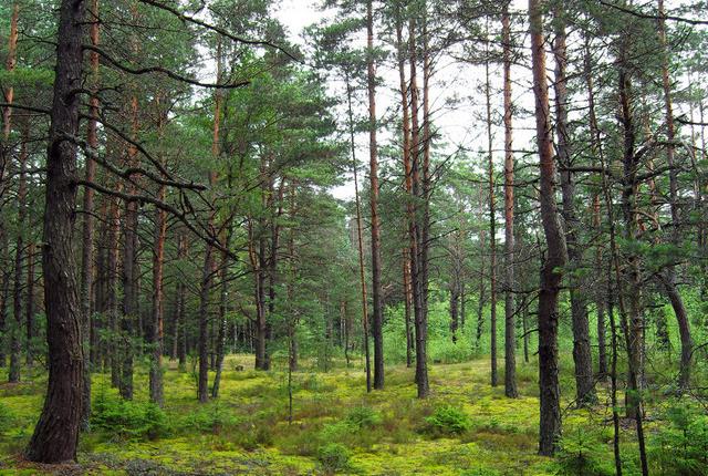 中國主要的松木產地有哪些，不同產地的松木有哪些區(qū)別