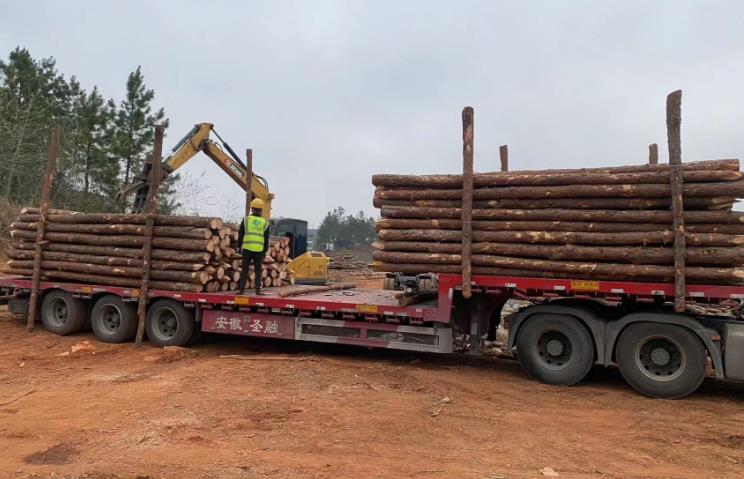 松木樁和杉木樁哪個(gè)更適合打木樁？?jī)烧邊^(qū)別有哪些？