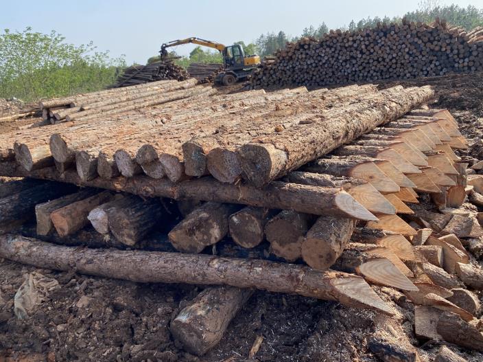 松木樁可做永久基礎(chǔ)處理(打造最牢固基礎(chǔ)，松木樁無可比擬)