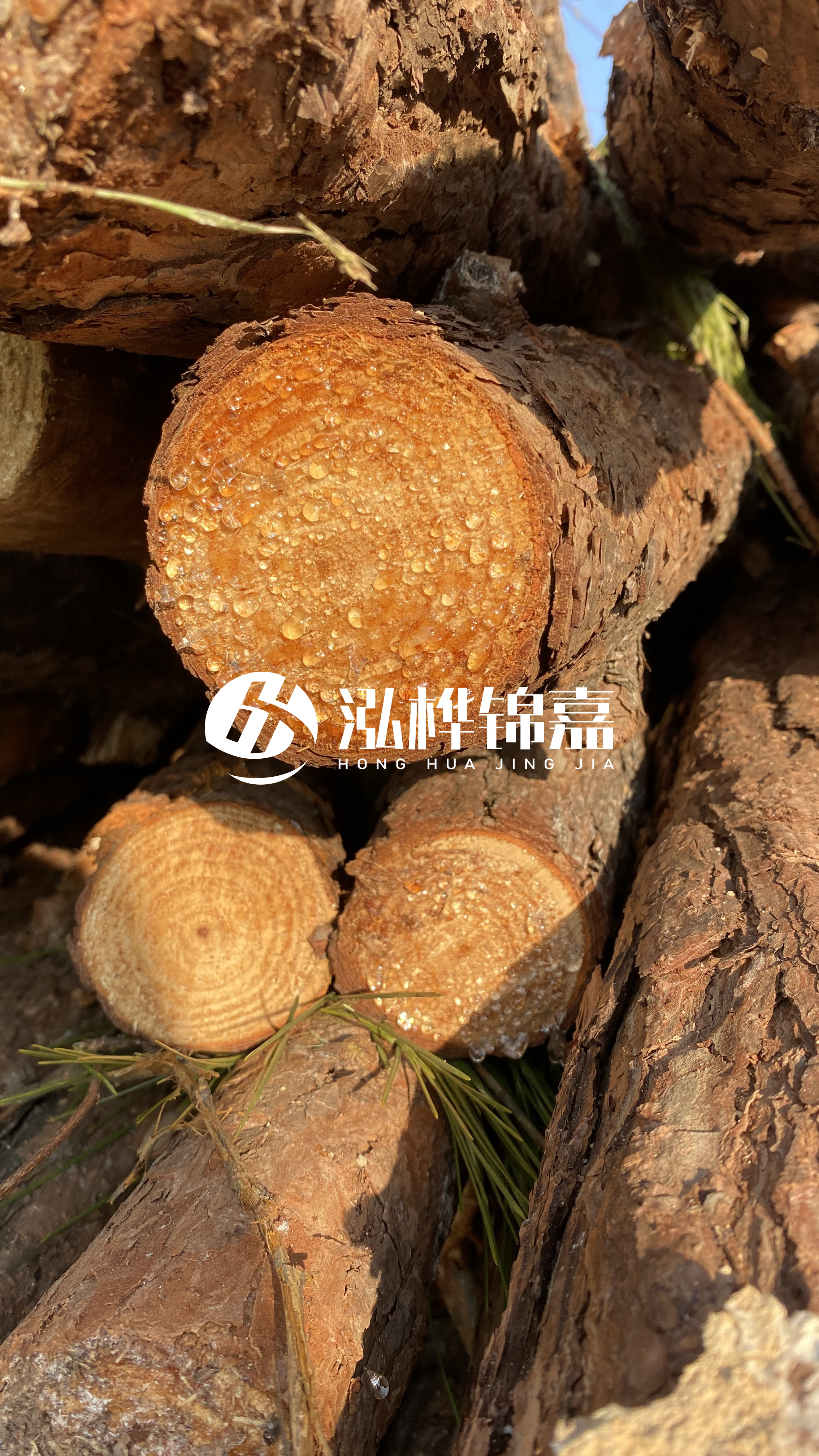 達州松木樁源頭廠家-油松和落葉松哪種便宜？