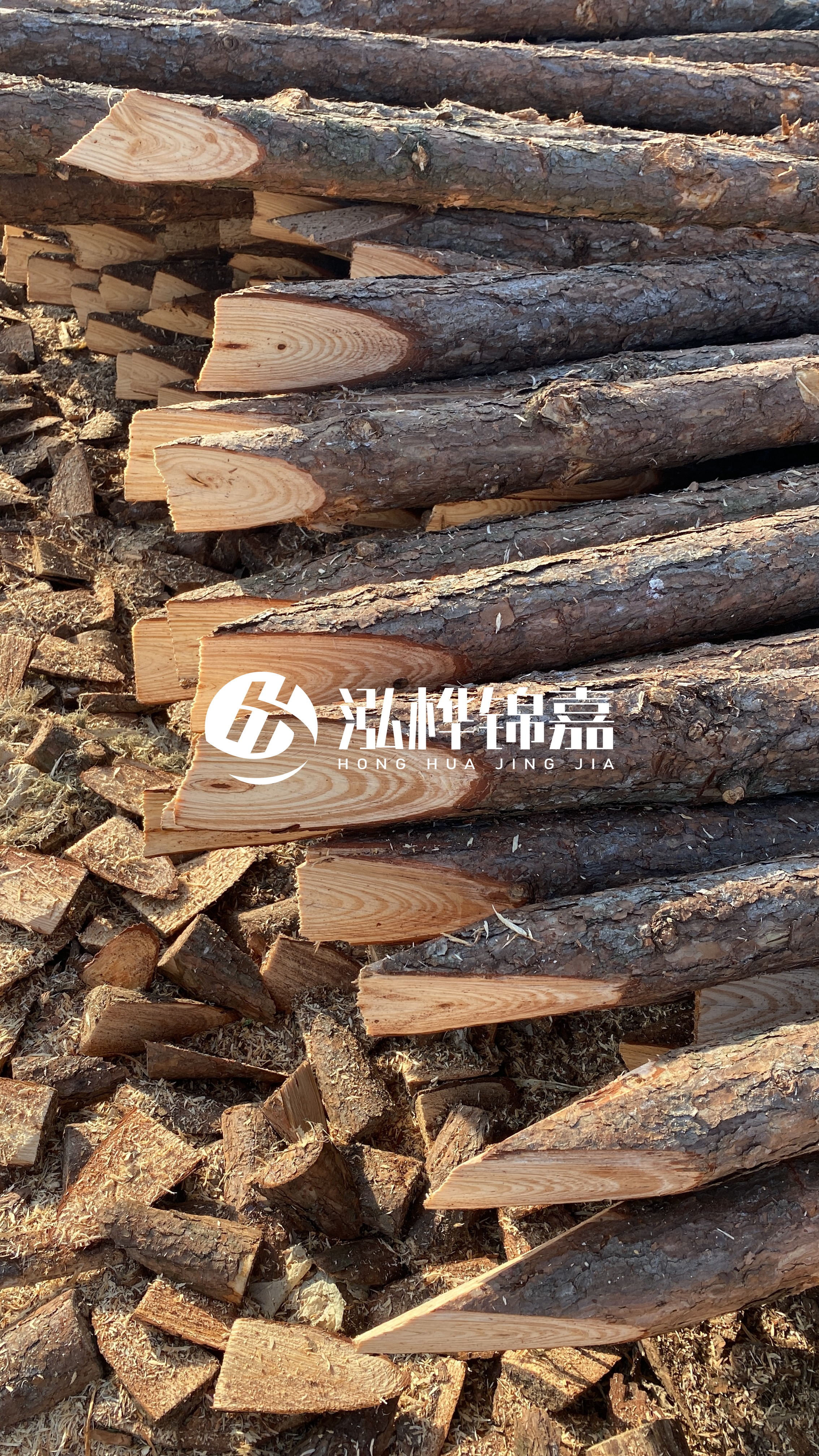 松木樁怎么分辨好壞？學(xué)會(huì)這幾招，輕松分辨松木樁好壞不踩雷！