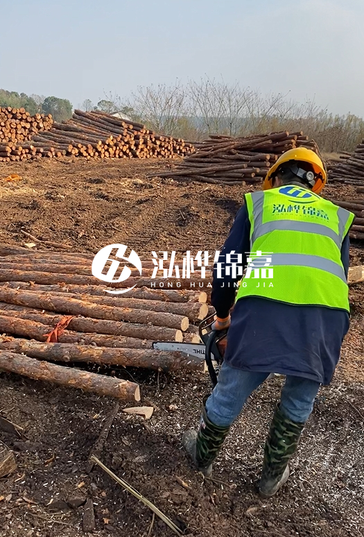 廣東松木樁3米生產(chǎn)廠家-3米直徑12松木樁多少錢？